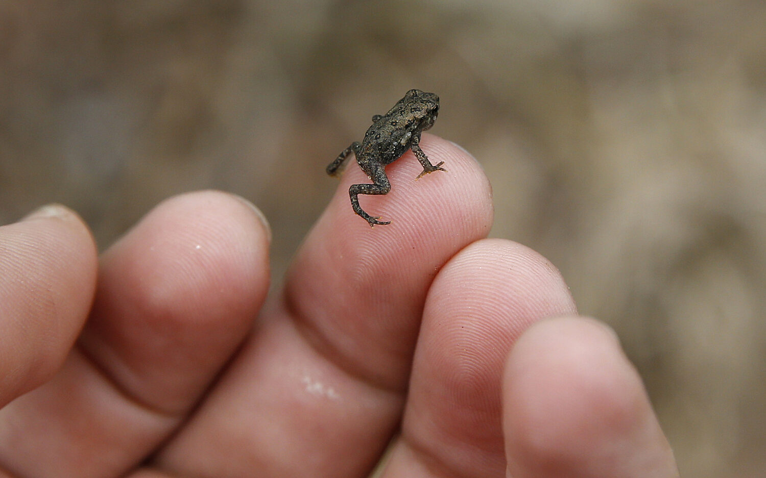 220 Toad20 Crossing 2