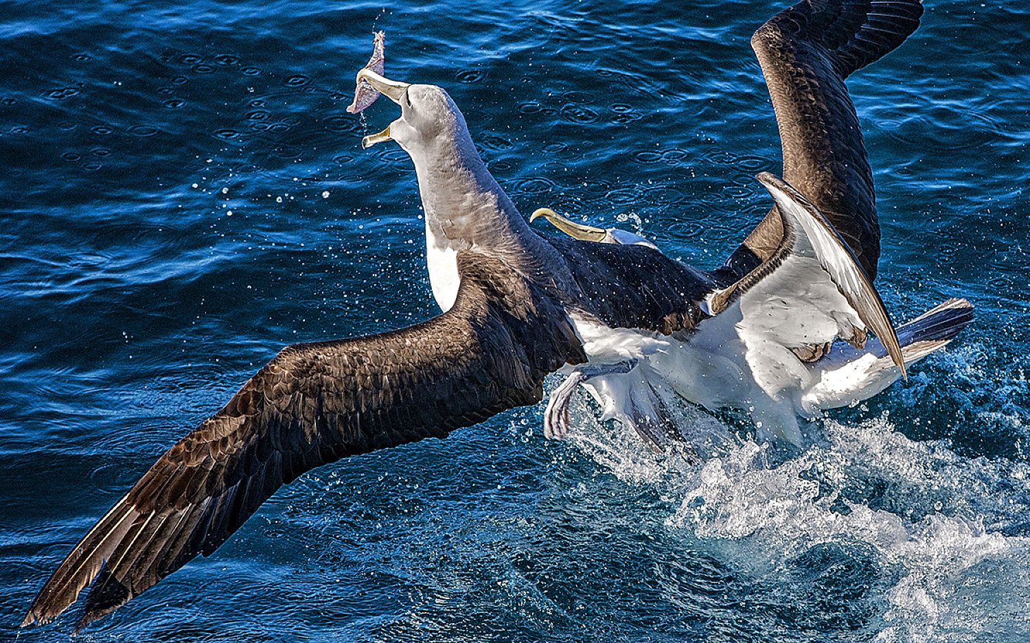 These birds are famous. | God's World News