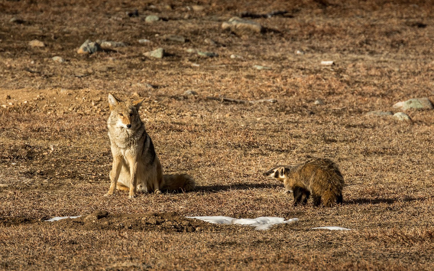 2 Coyote badger Getty Images