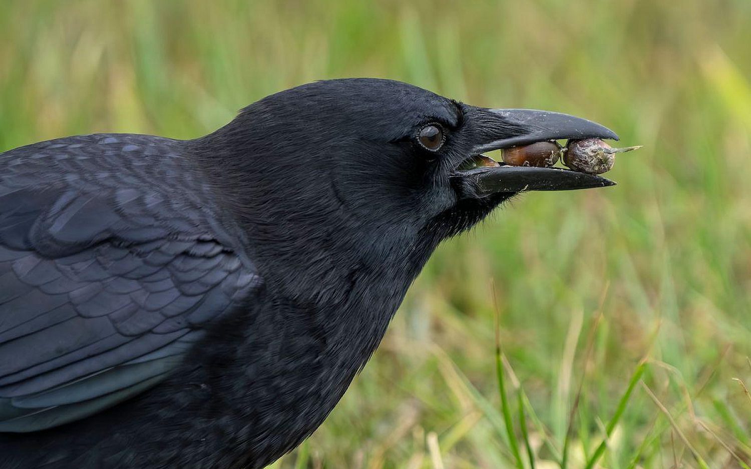 2 Crows close up of a crow with a nut in its beak Envato t