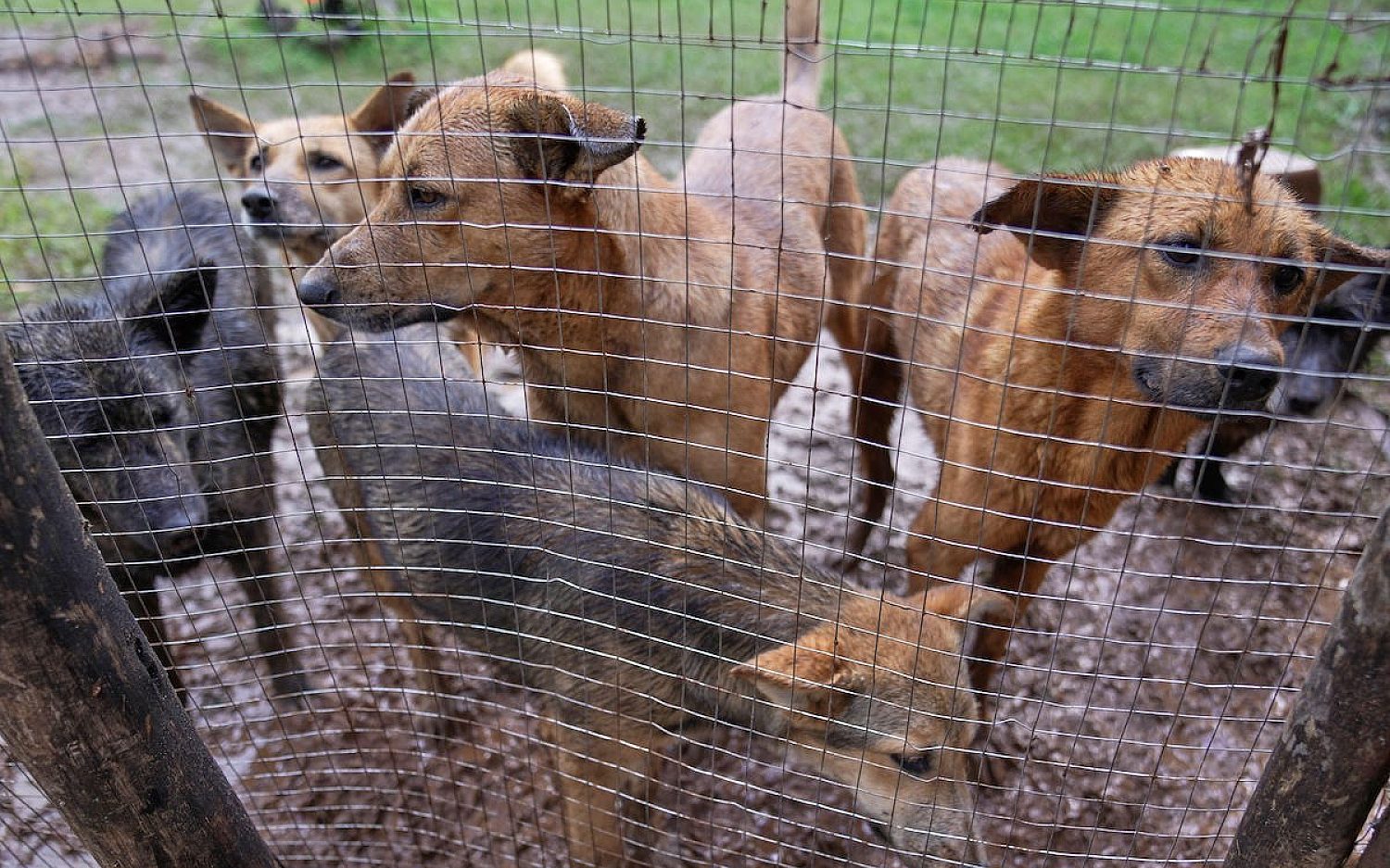 2 Ethiopia dogs AP k
