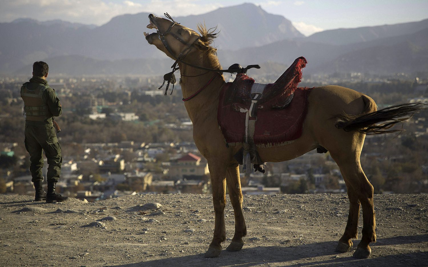 2 Horse neigh AP k