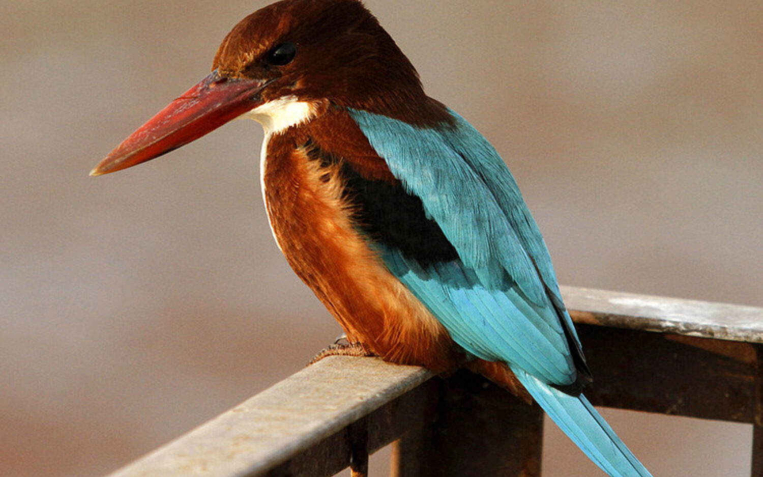 2 Kingfisher 750x536