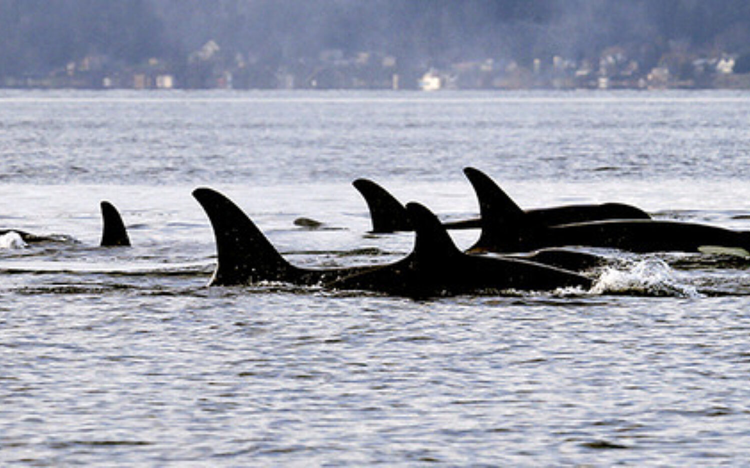 2 Lolita Capture 750x263