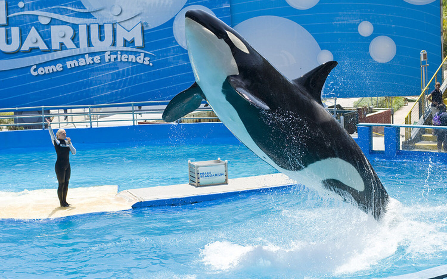 2 Lolita Whale 750x502