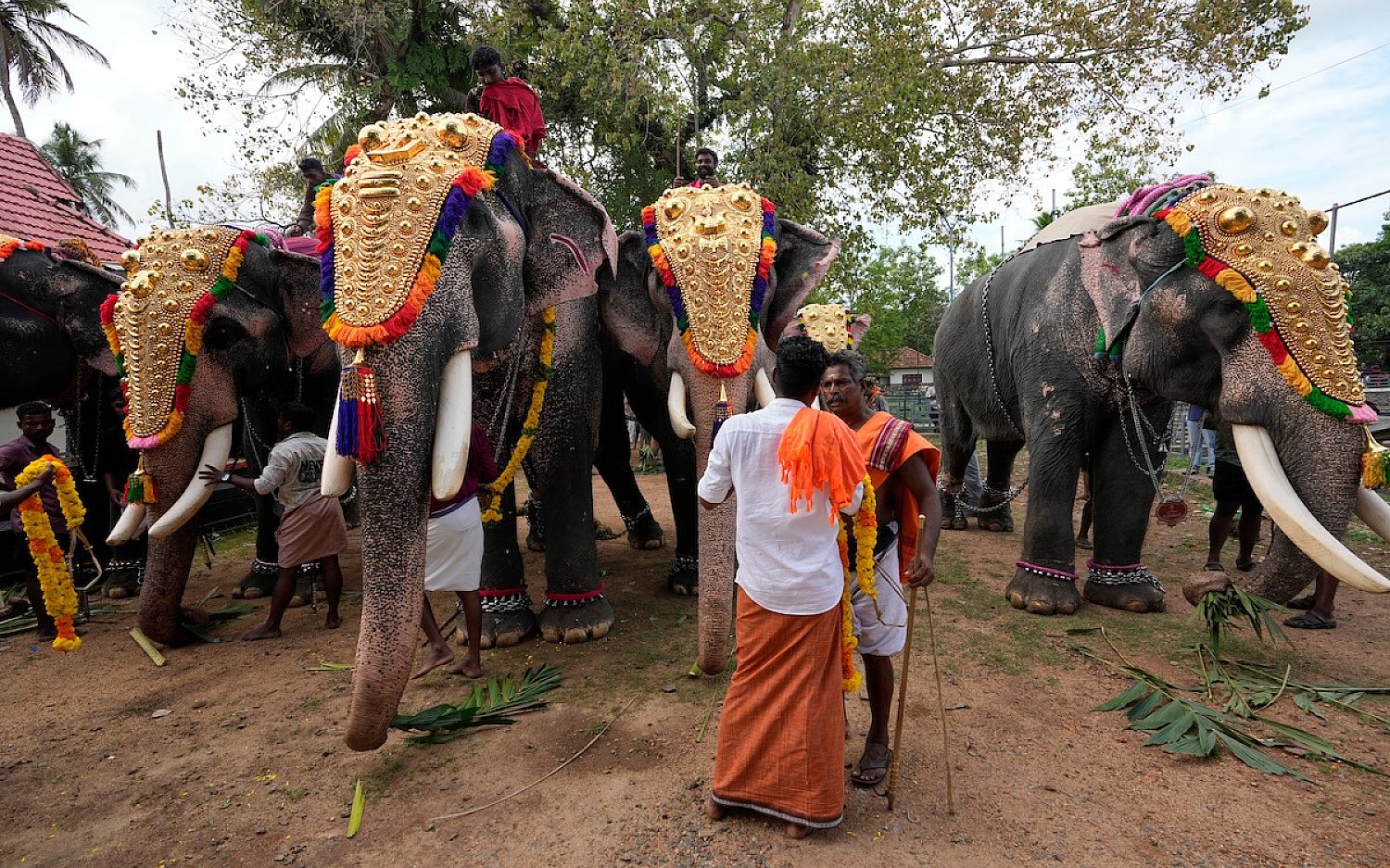2 Robotic elephants AP