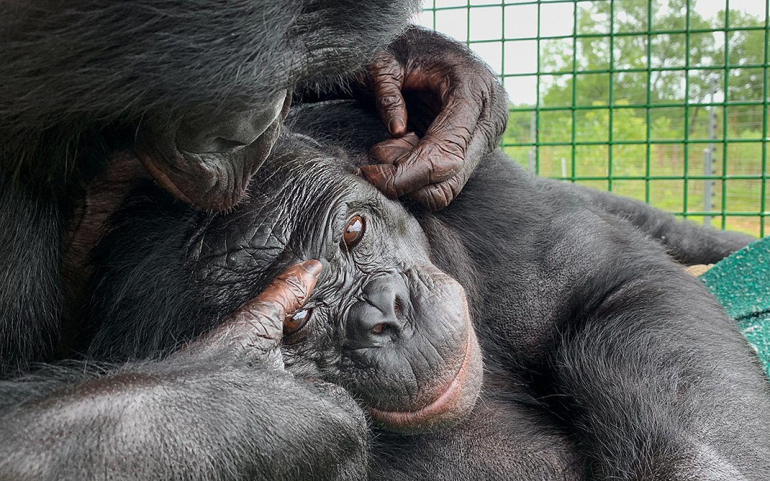 An ape has a tea party. | God's World News