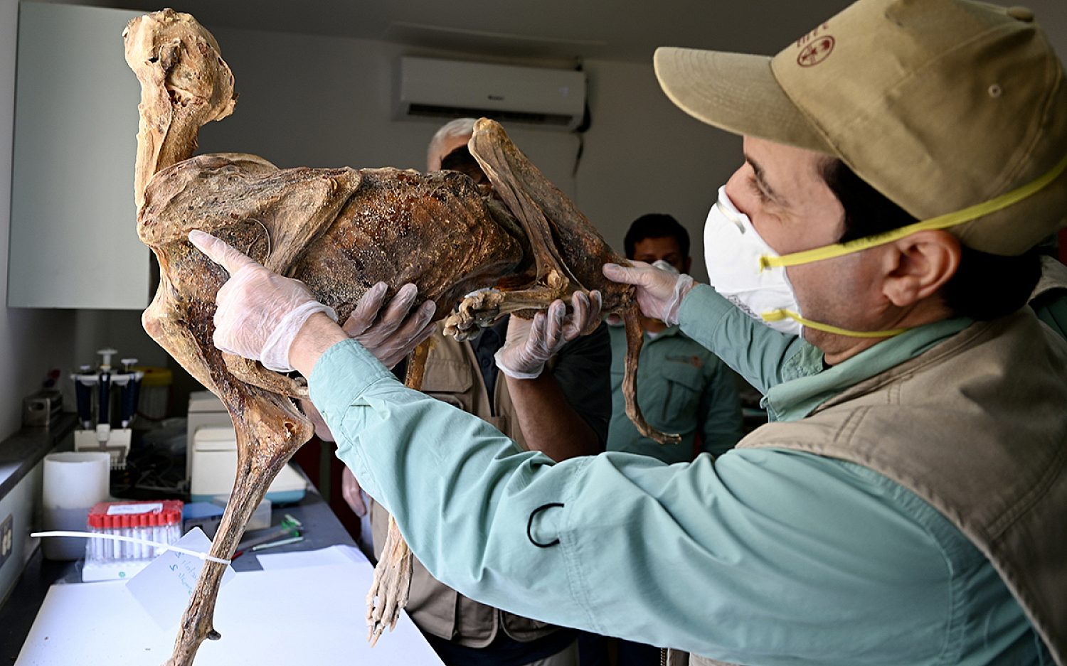 2 cheetah mummies AP k