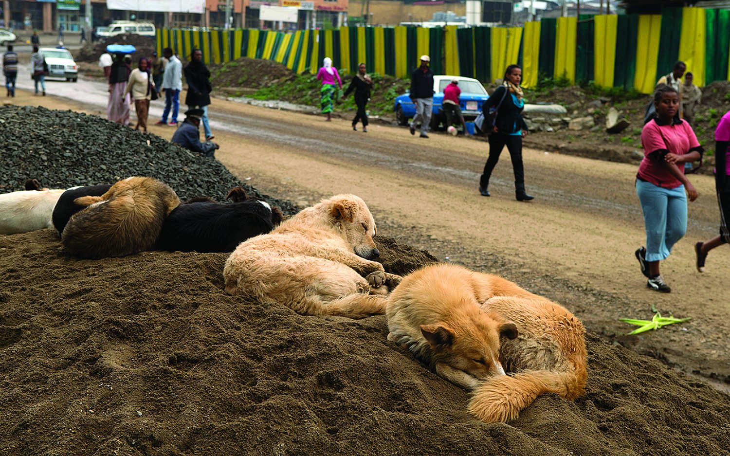 2 dogs and more AP