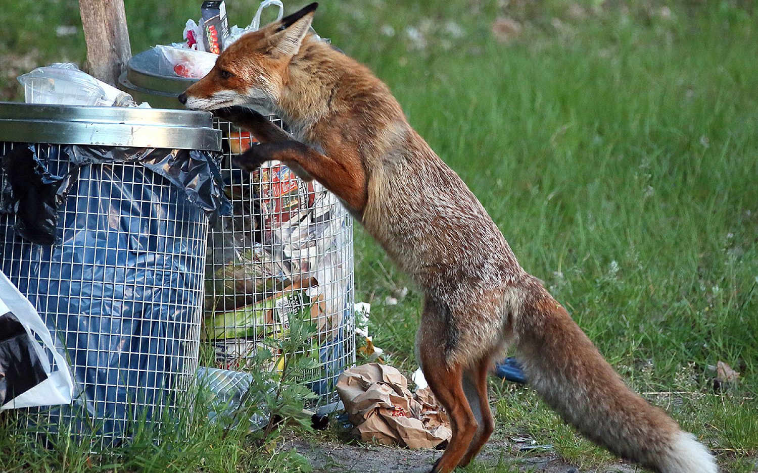 2 fox london AP