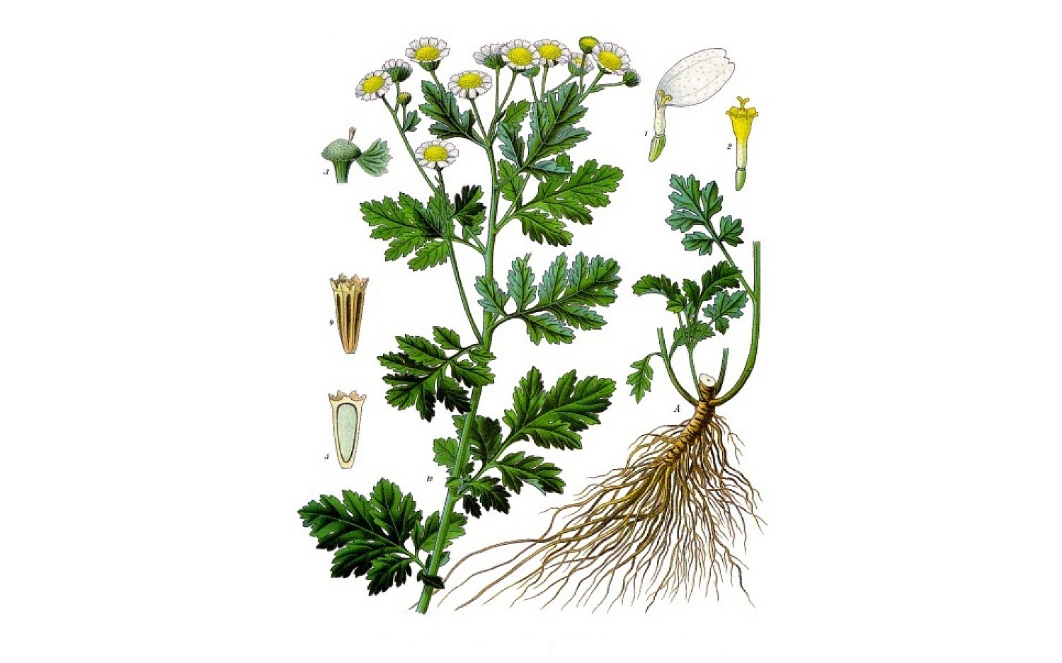 2 herbs public domain k