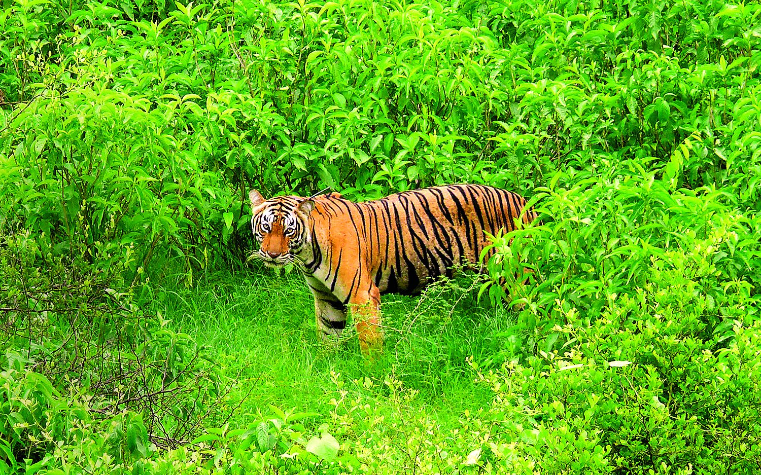 2 indiattigers AP