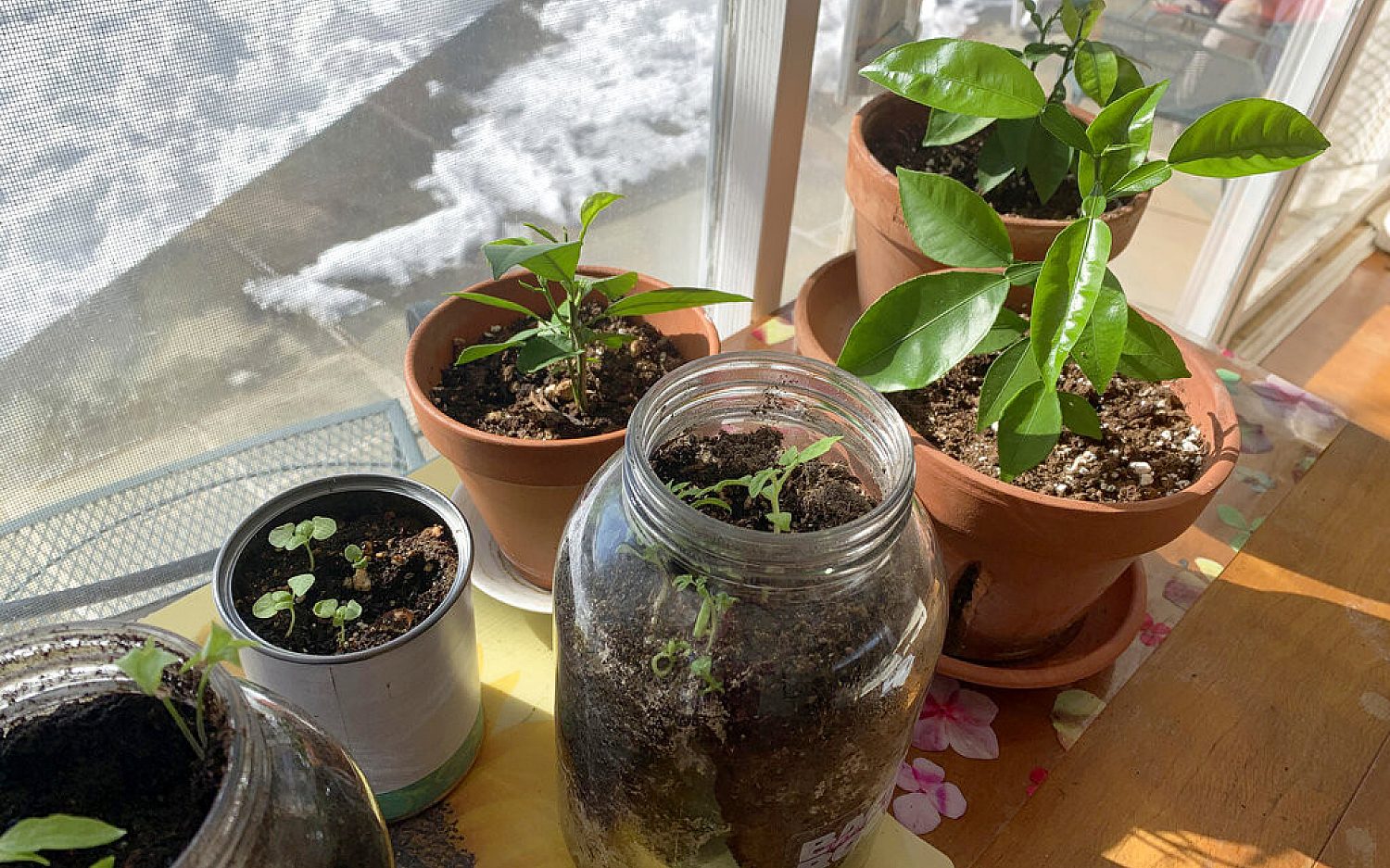 2 indoorfarming AP