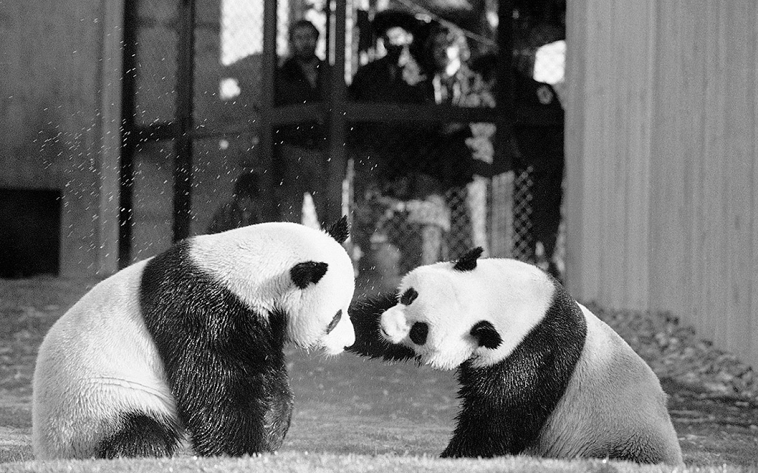 2 monkeys and pandas