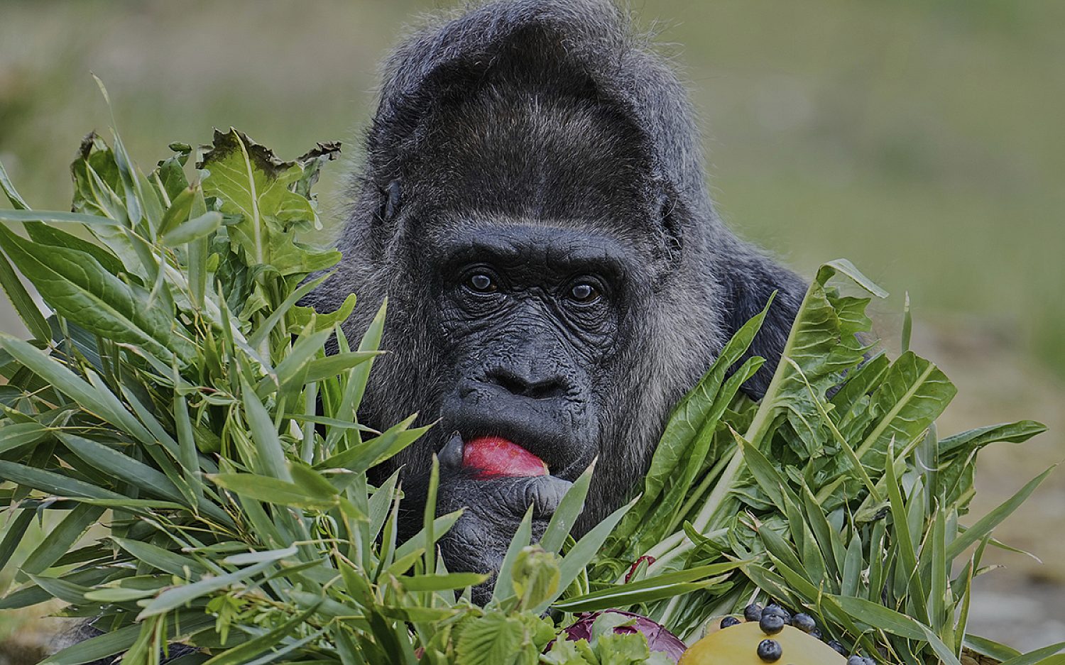 2 oldest gorilla AP