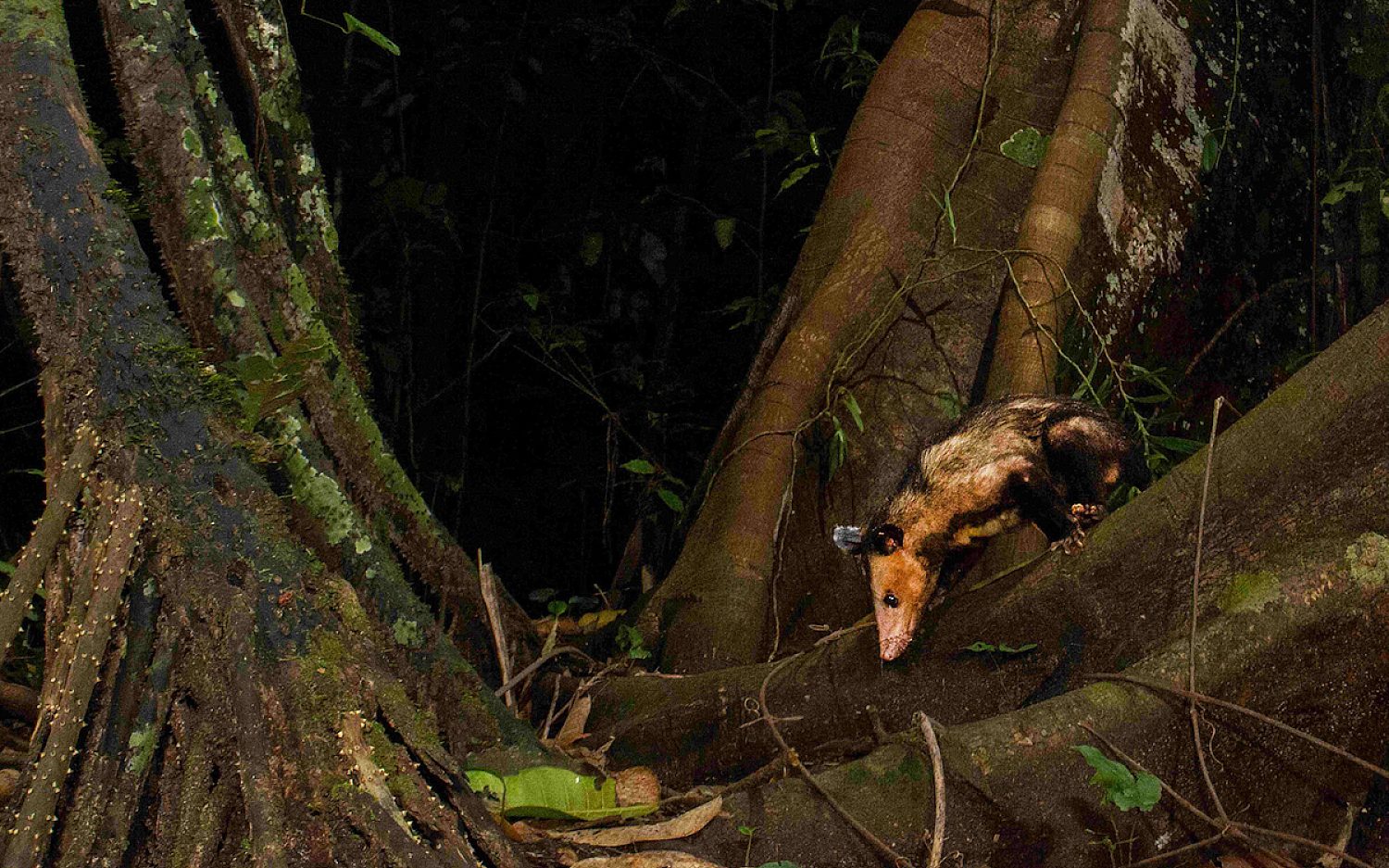 2 opossum credit Fortunato Rayan