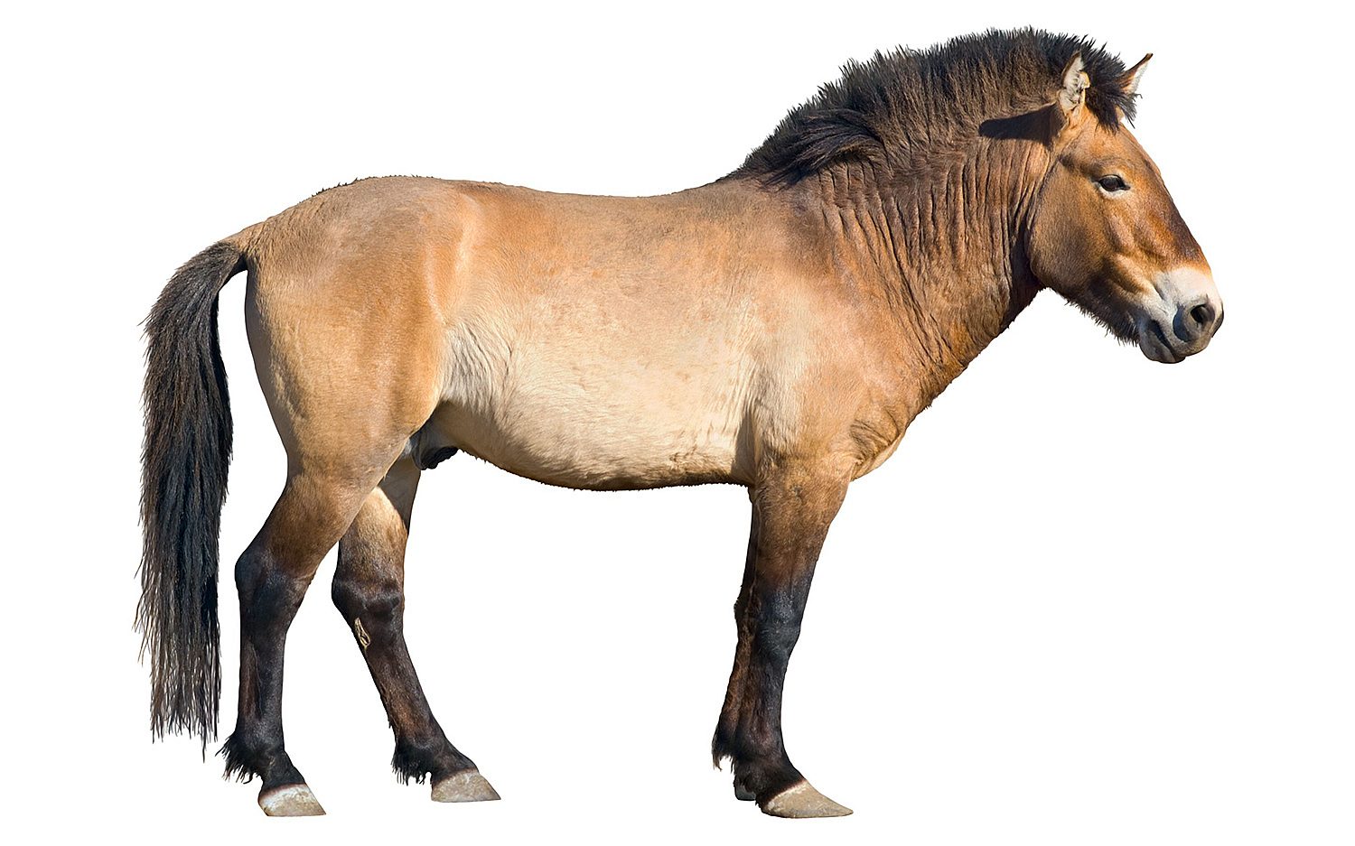 2 phorse 123 RF