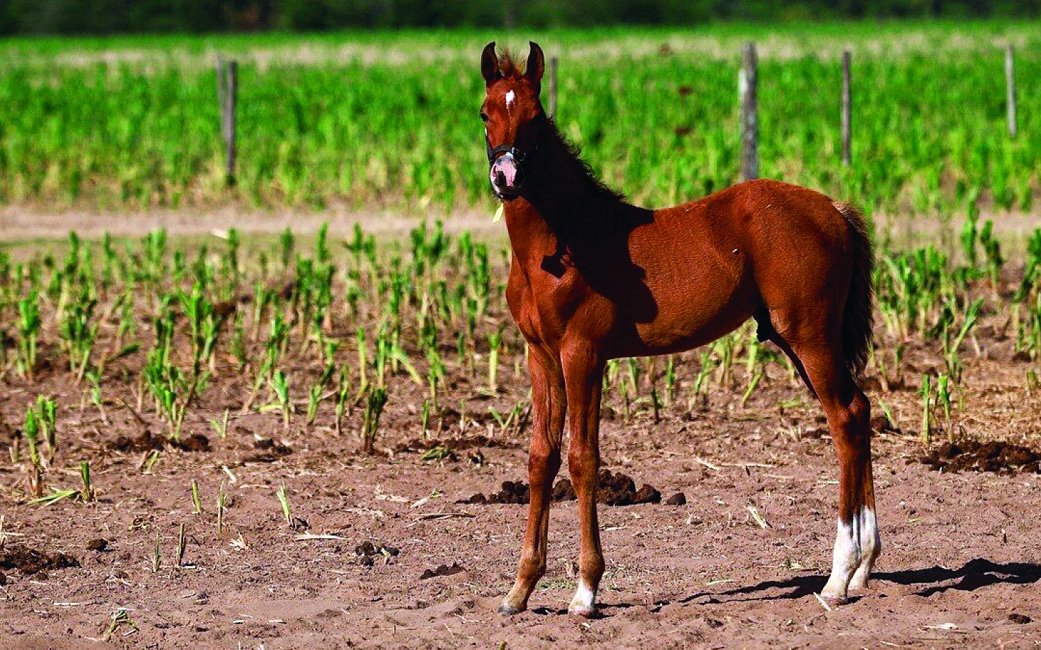 2 poloponies reuters t