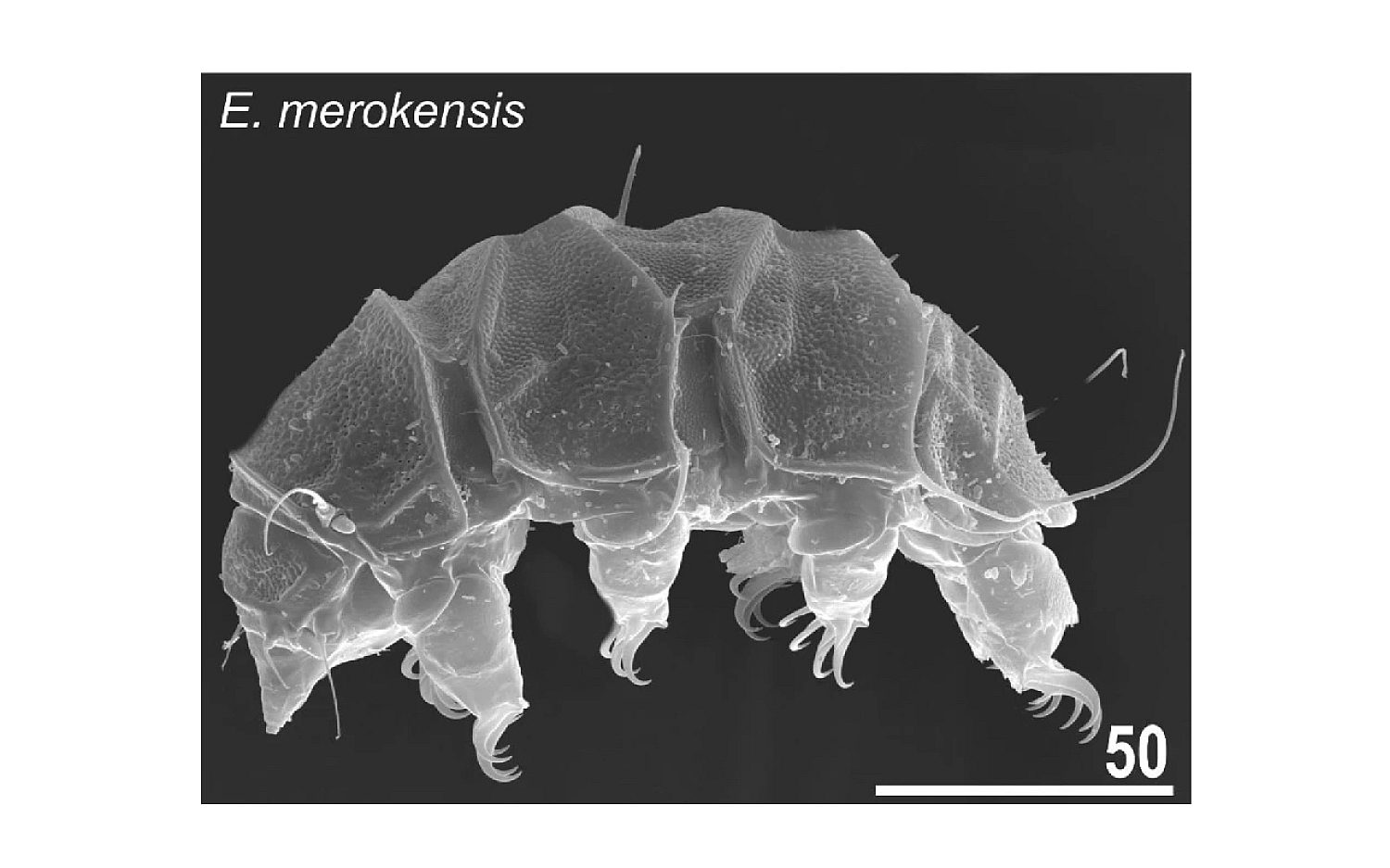 2 tardigrades credit Gąsiorek P Sørensen M V Lillemark M R et al