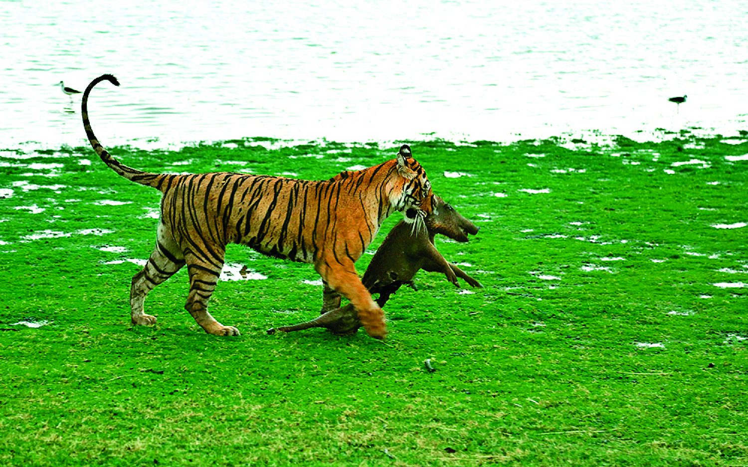 2 tigertypes AP