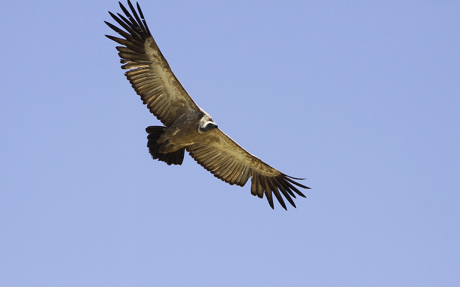 2 vultures AP k