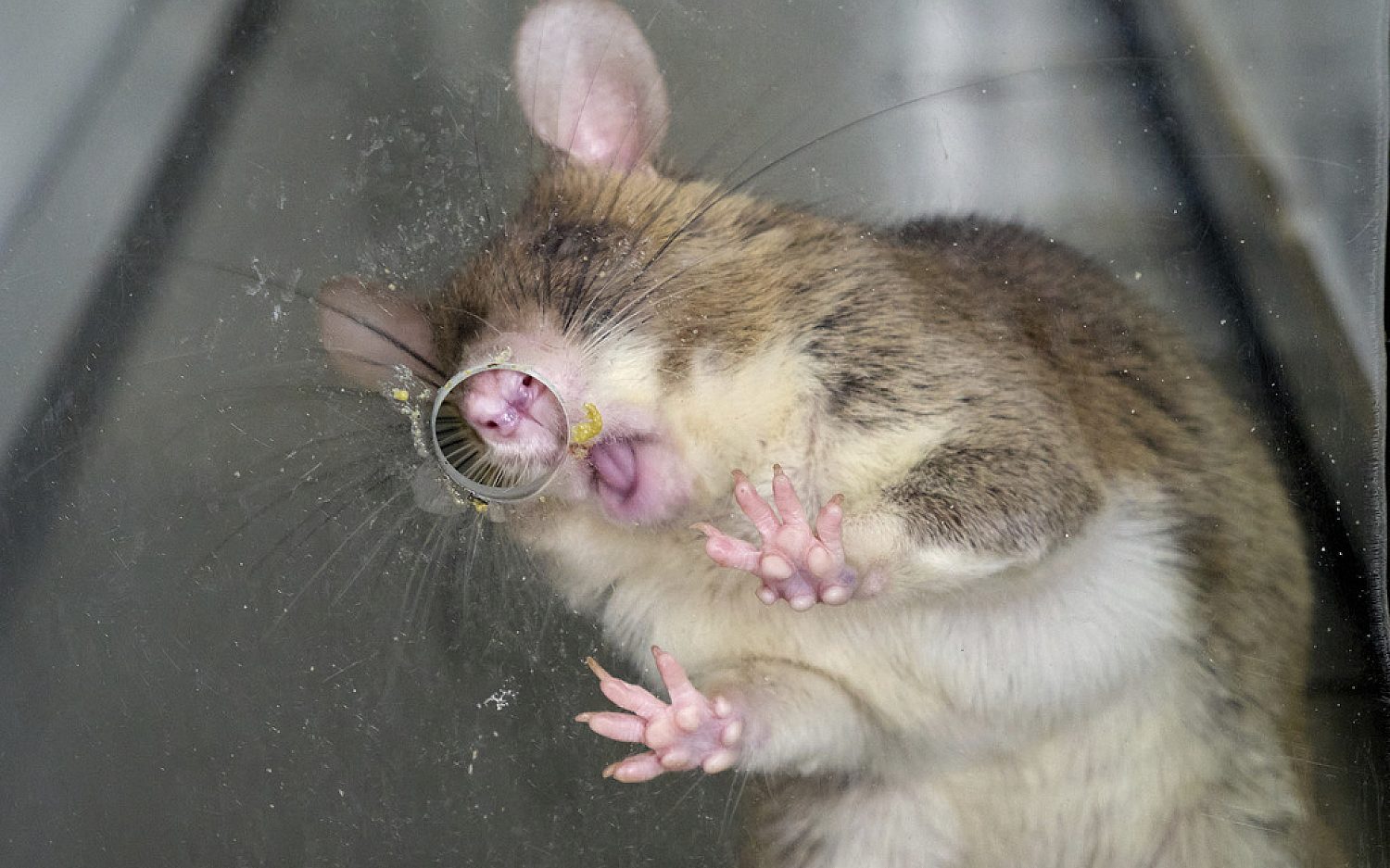 3 Tanzania rats AP