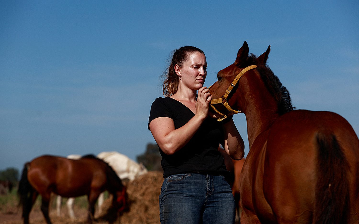 1 poloponies Reuters t