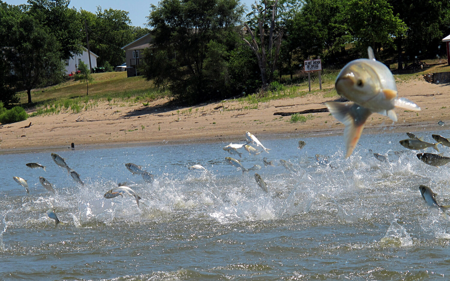 320 Asian20 Carp20 Jump