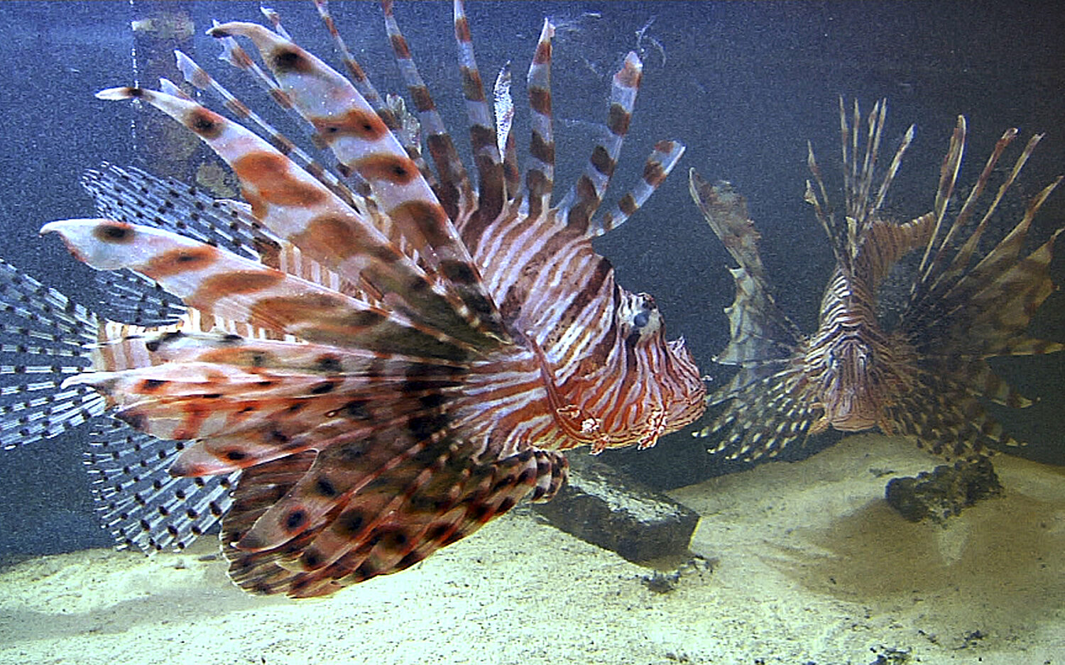 320 Lionfish20aquarium