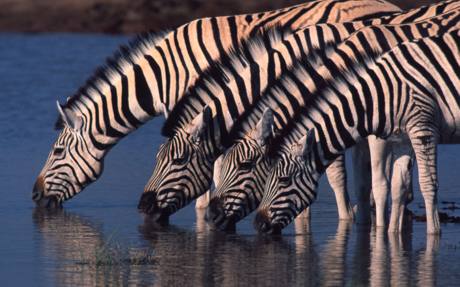 320 Namibia20 Zebra