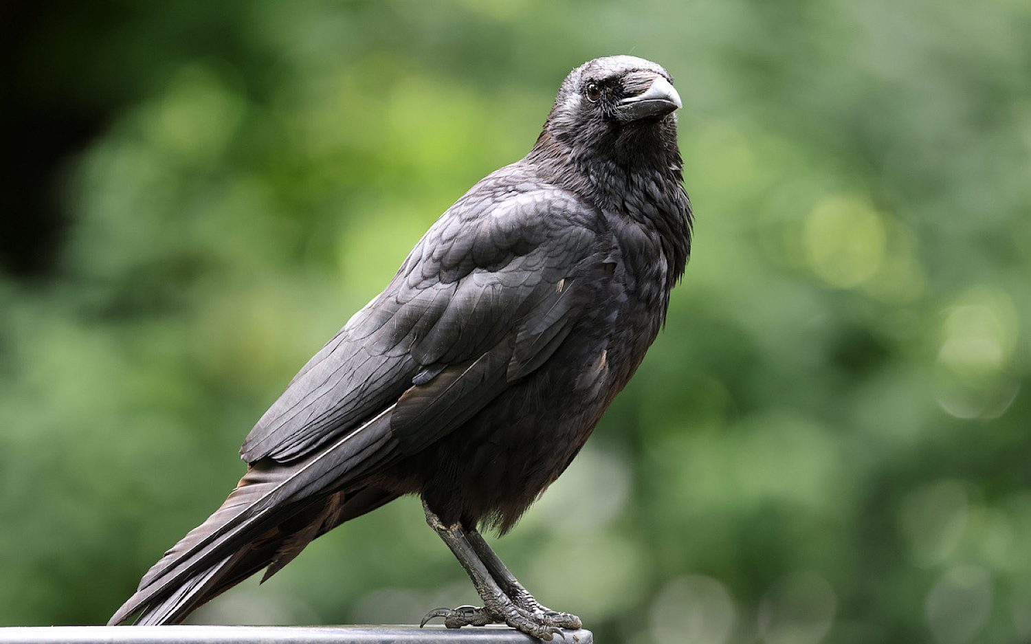 6 Crows carrion crow corvus corone close up Envato k