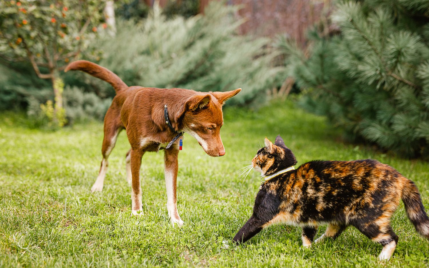 1 australian kelpie puppy with cat Envato