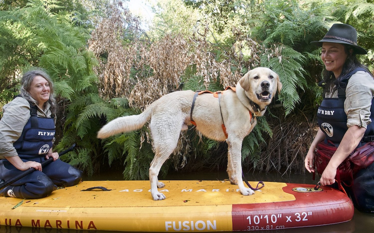 2 Detection Dogs Rick Hammond Zoos Victoria