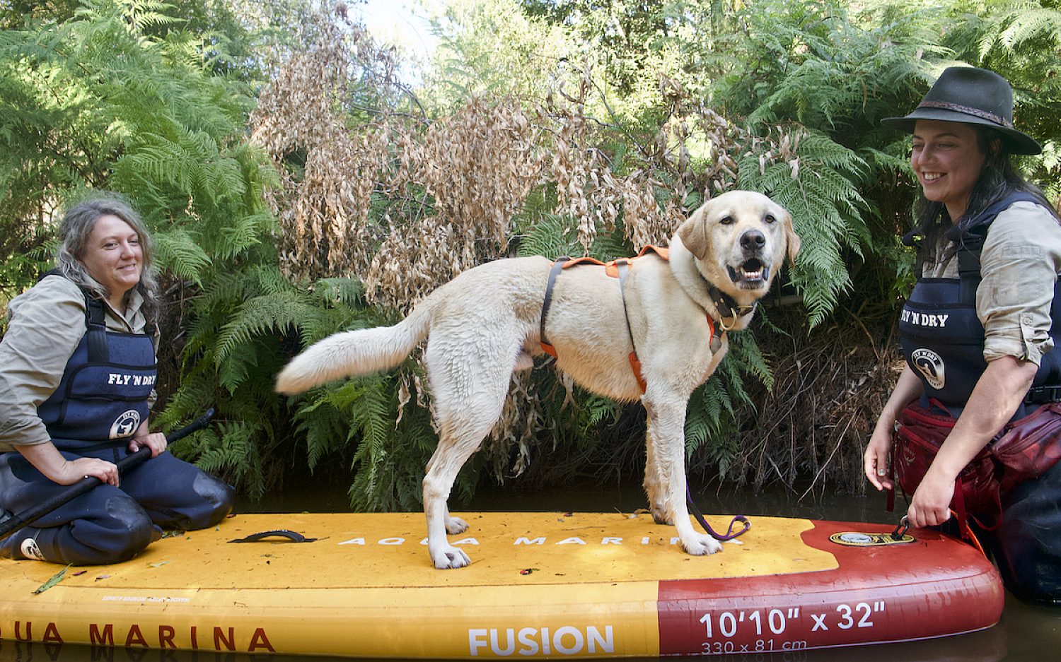 5 Dogs help Rick Hammond Zoos Victoria t