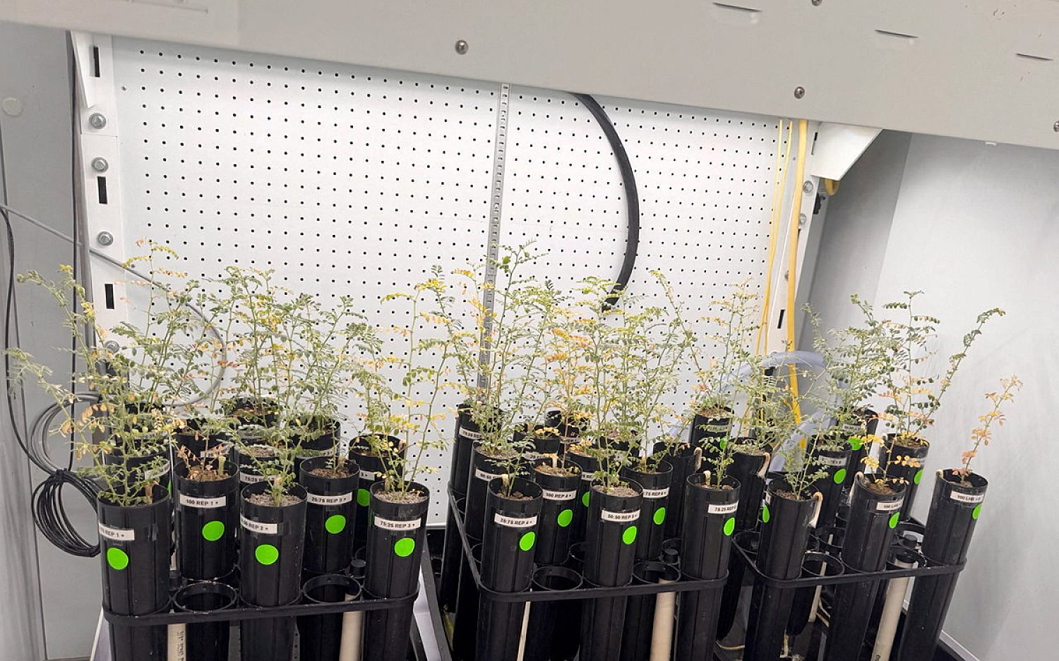 1 Lunar chickpeas Reuters k
