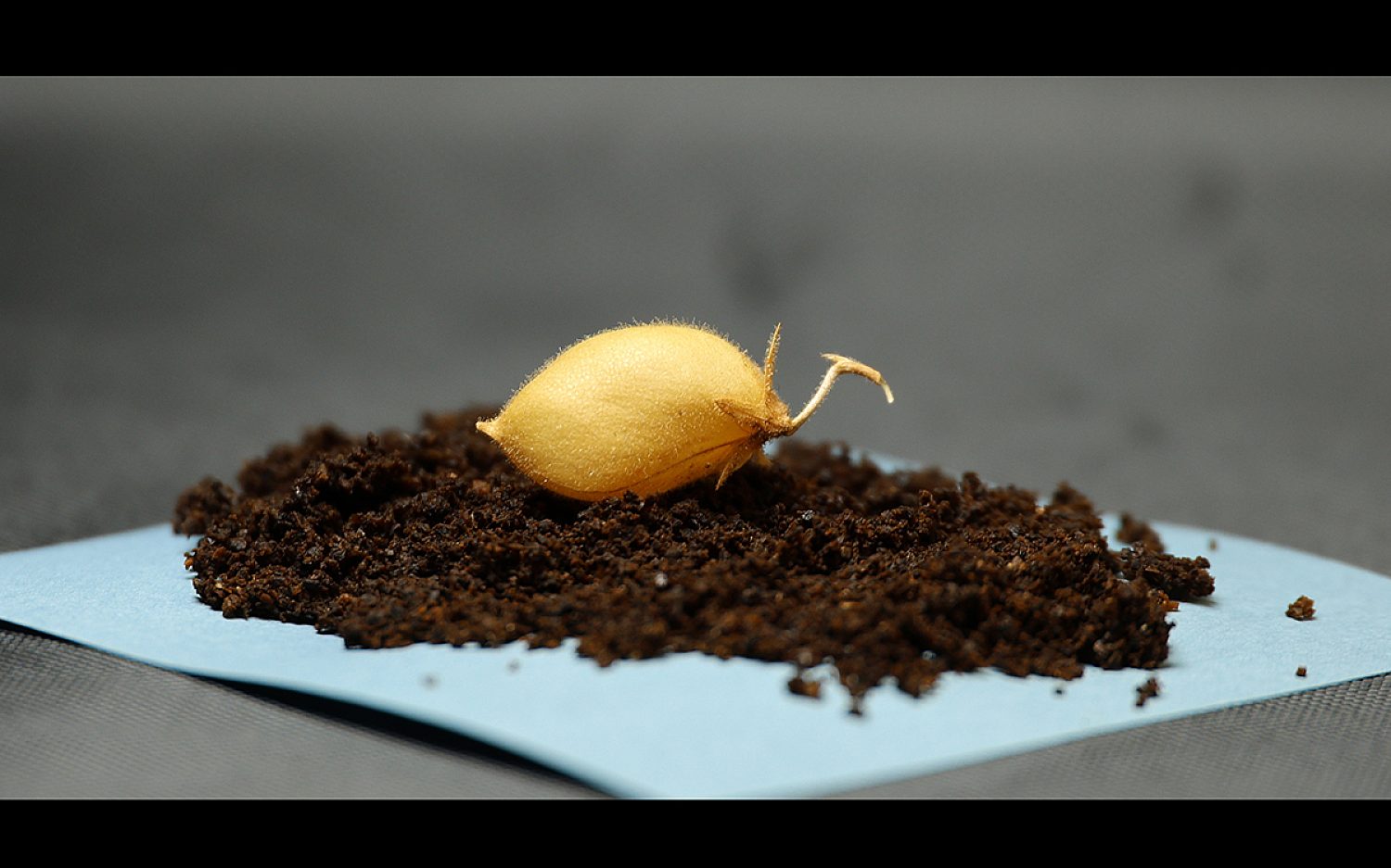 3 Lunar chickpea courtesy of University of Texas k
