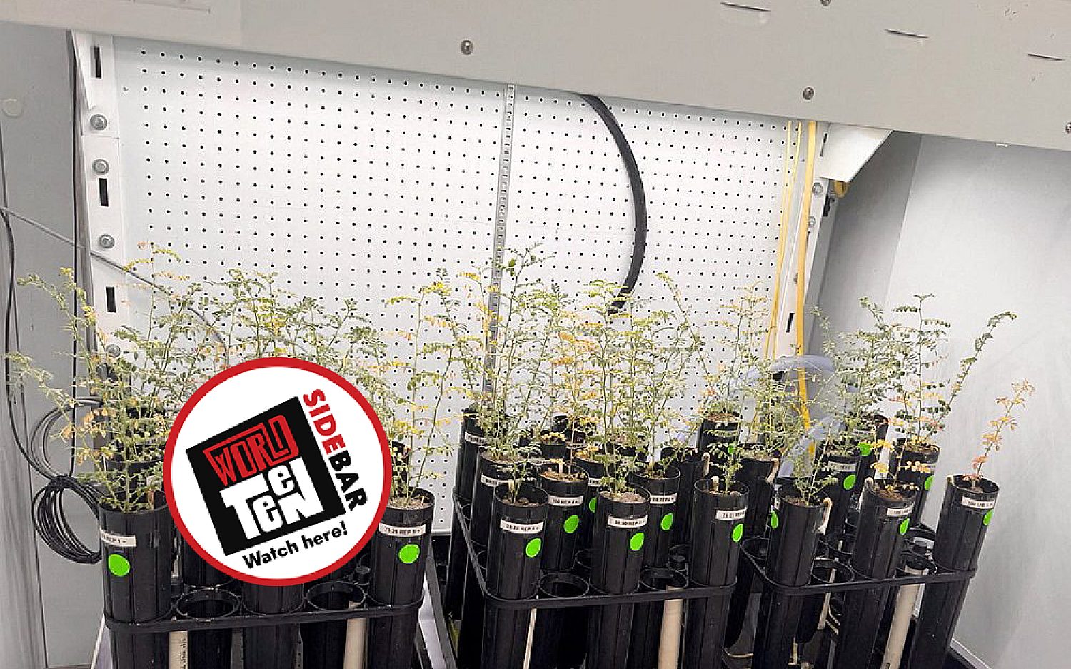 1 Lunar chickpeas Reuters t video