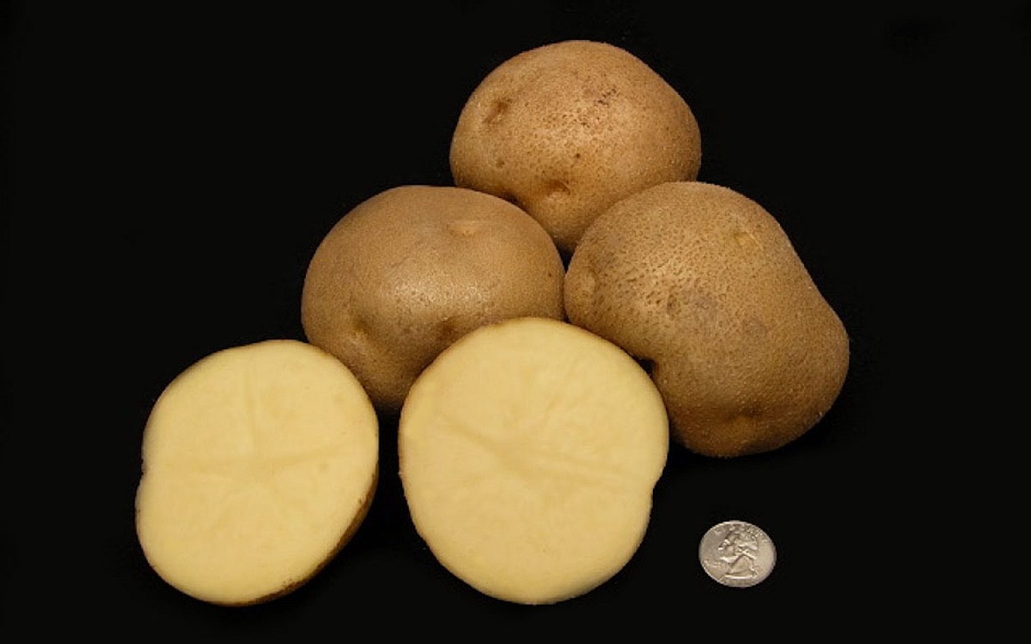4 potato storage Michigan State University k