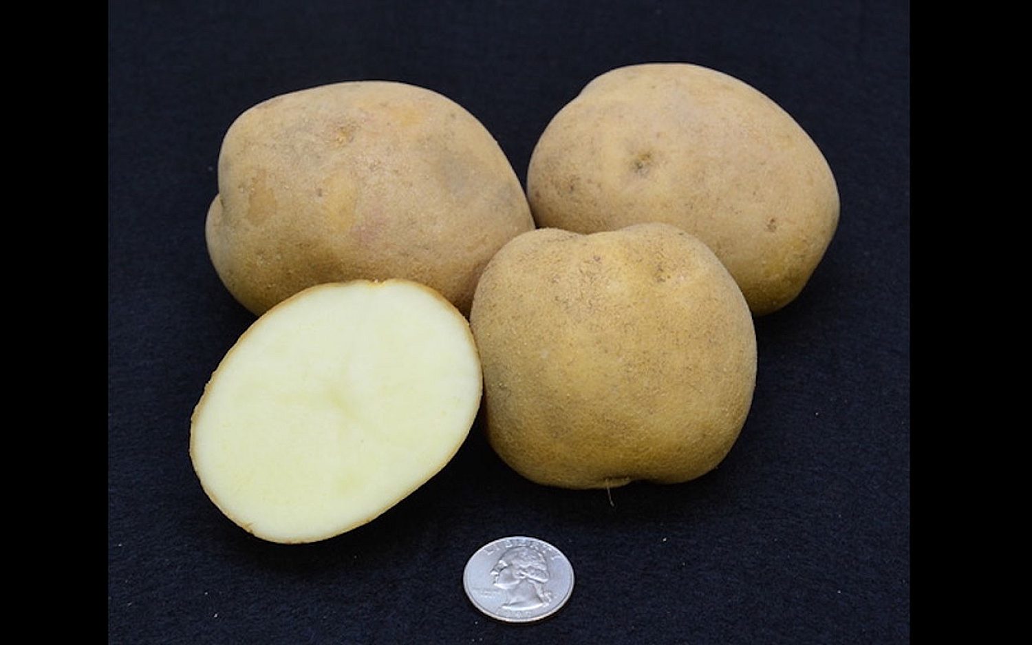 3 potato storage Michigan State University k