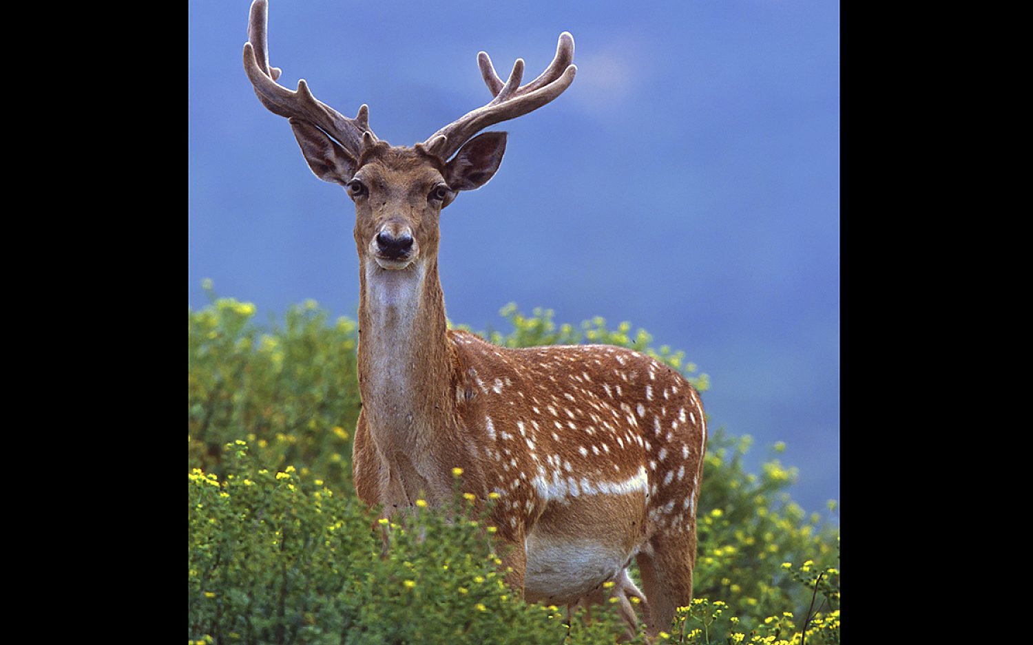 2 en animals reuters