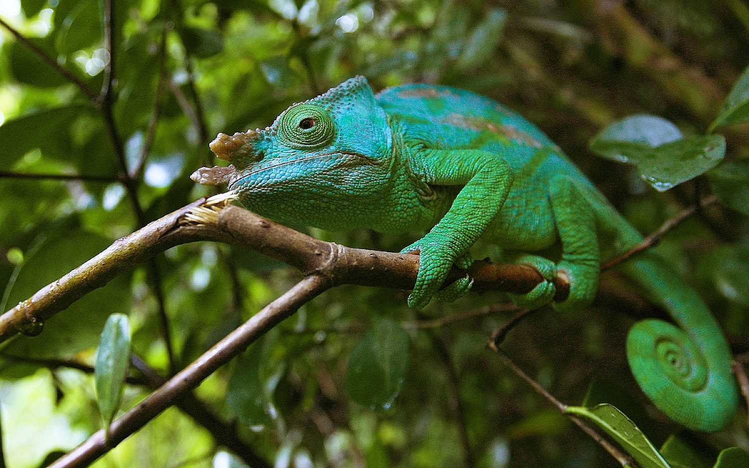 3 Chameleon Madagascar AP