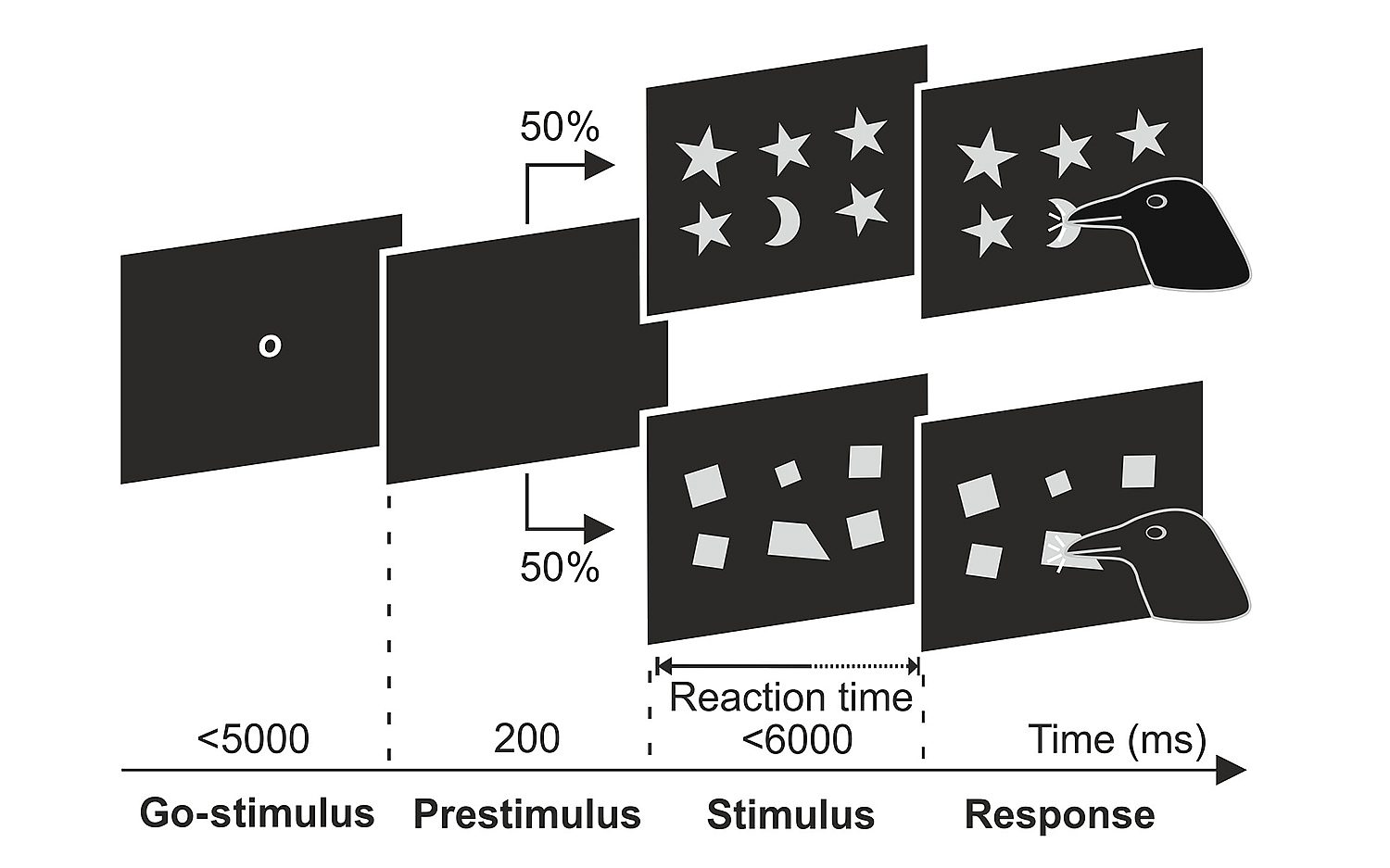 3 Crows and shapes credit Schmidbauer et al Science Advances 2025 k
