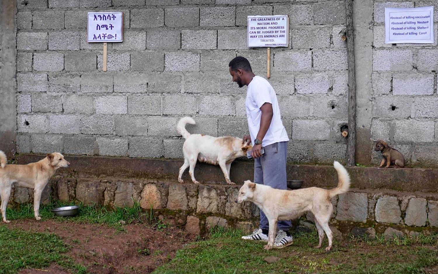 3 Ethiopia dogs AP k