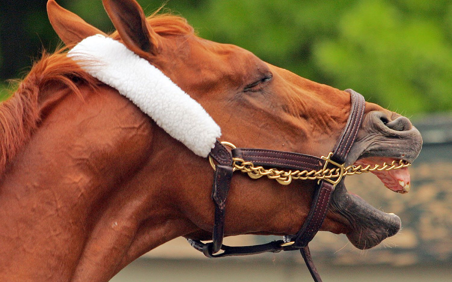 3 Horse neigh AP k