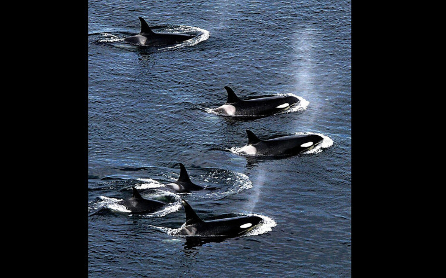 3 Lolita Capture 750x465