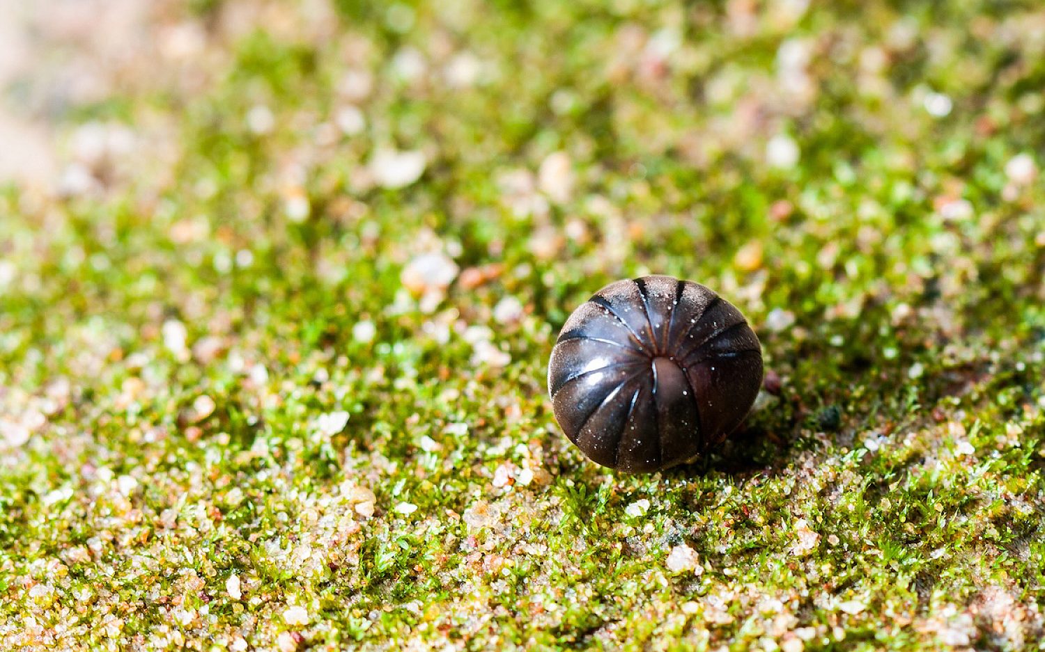 3 Pill bug Getty Images 1343839409 k