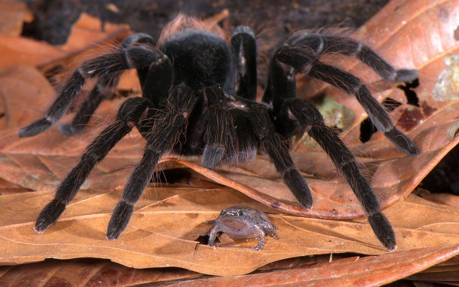 3 Tarantula dotted humming frog ALAMY