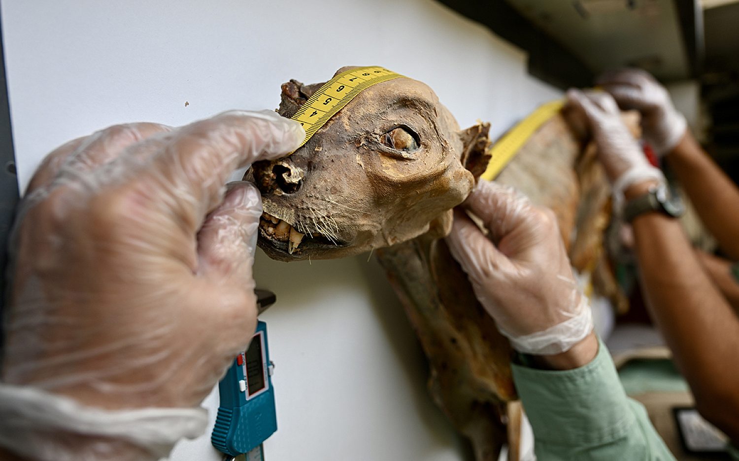 3 cheetah mummies AP k