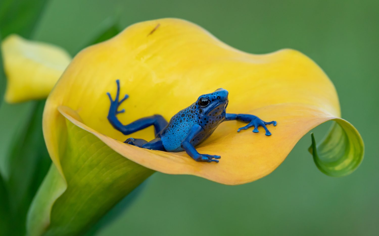 3 colorblue