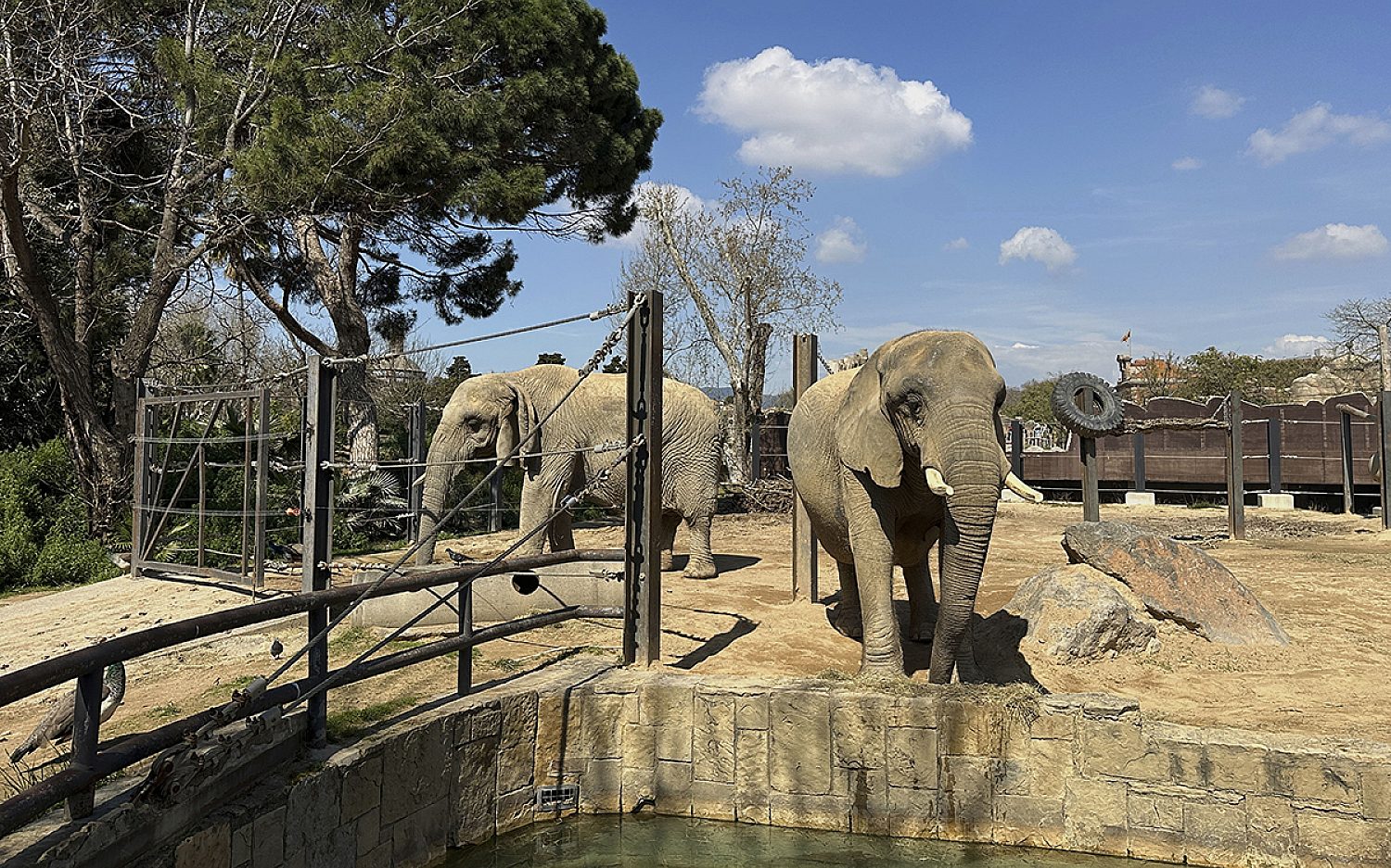 3 elderlyelephants AP